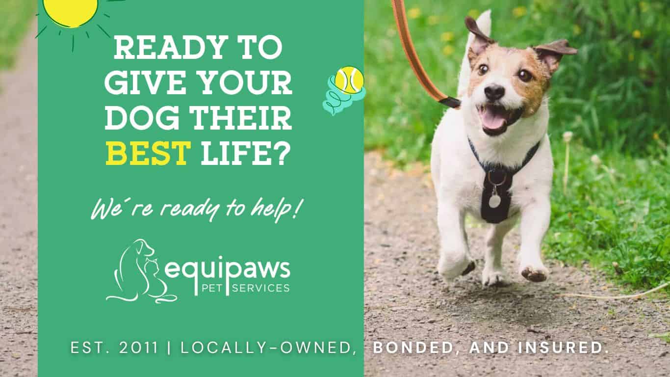 Need a dog walker? Call Equipaws Pet Services!
