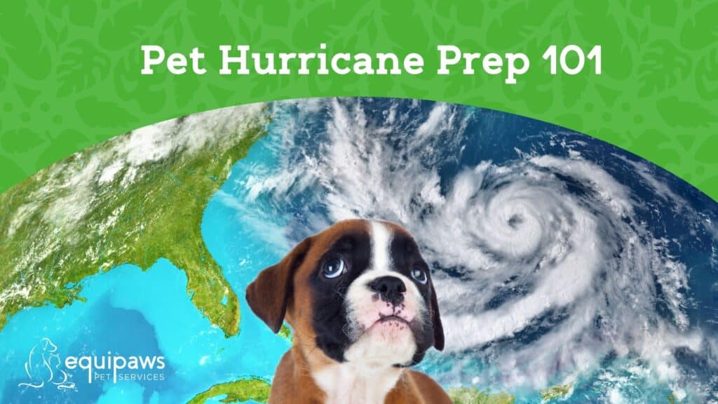 Keep your pets safe during storms and Hurricanes in Miami