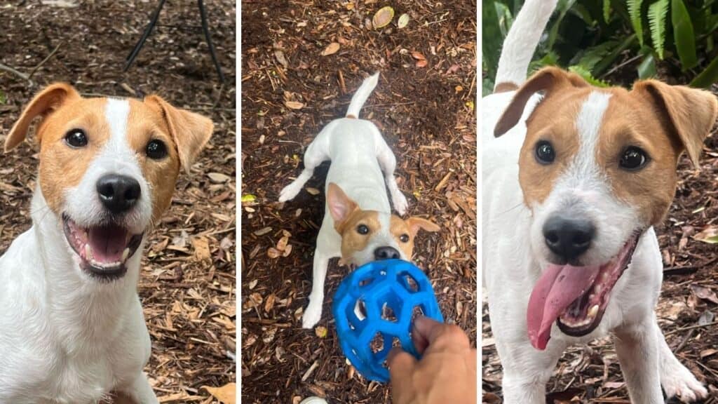 Daily play time, exercise, enrichment, and dog walking Coconut Grove