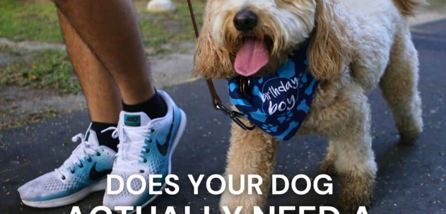 Does your dog actually need a dog walker?
