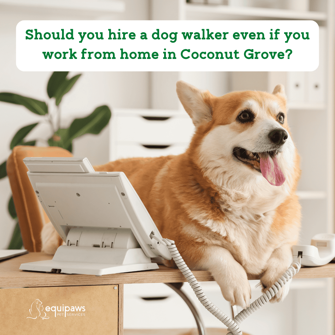 Hiring a dog walker even if you work from home in Coconut Grove