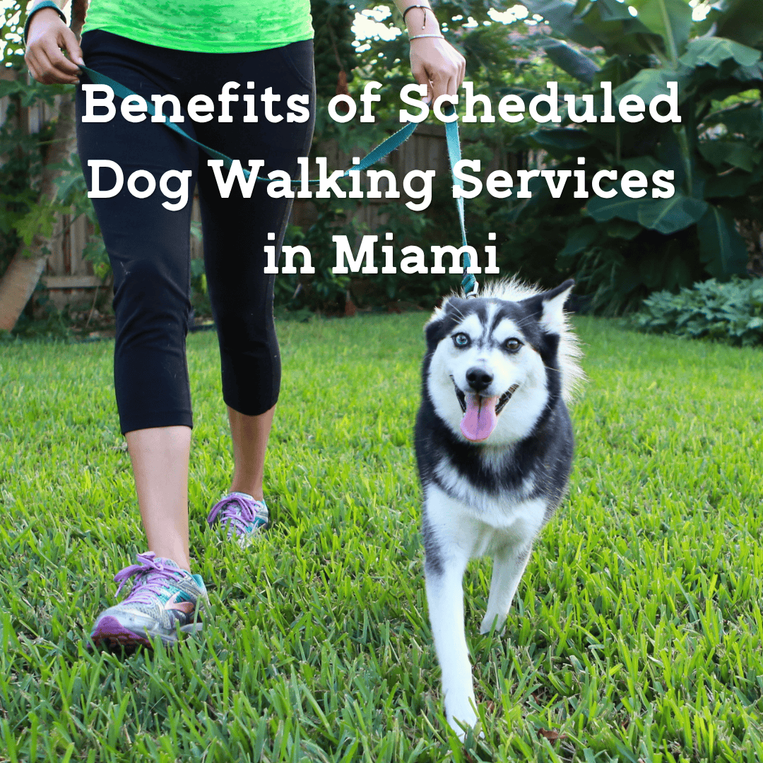 Benefits of Scheduled Dog Walking Services in Miami