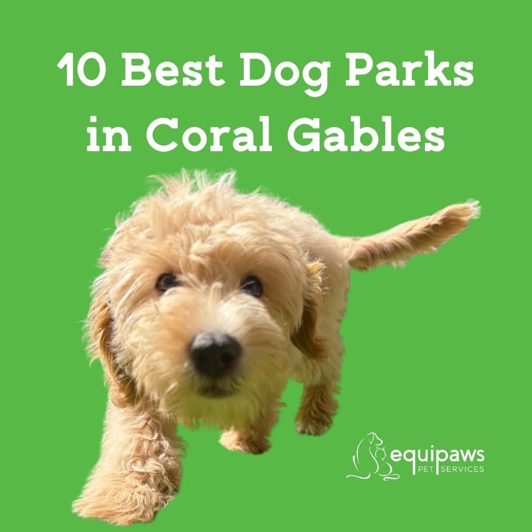 Ten best dog parks in Coral Gables